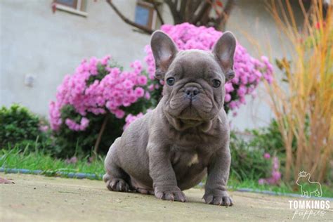 Mini French Bulldogs: should you adopt one? - TomKings Kennel