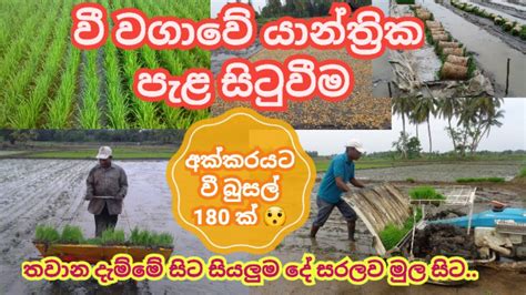 How to Use Paddy Transplanters for Transplanting Rice Seedlings ව