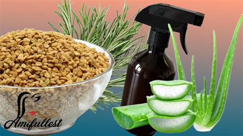 Rosemary Water For Hair Growth Fenugreek And Rosemary And Aloe Vera Hair Grow Spray Youtube