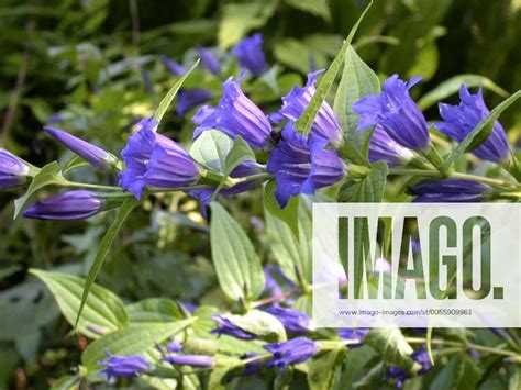 Schwalbenwurz Enzian Schwalbenwurzenzian Gentiana Asclepiadea