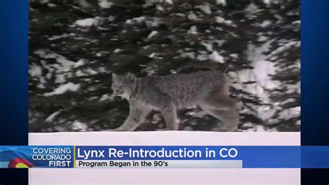 20 Years Later Colorado Parks And Wildlife Calling Lynx Reintroduction