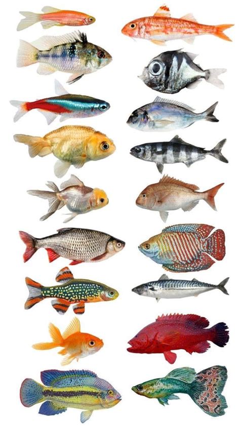 fiches tropicales tropical fish illustration collage fish body types