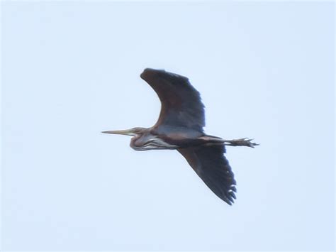 Wednesday 5th April 2023 Cornwall Birds CBWPS