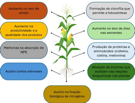 Enxofre Serve Para Que - Enxofre: o que é, para que serve e como aplicar? - Nutrição de Safras