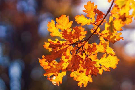 Fall Foliage Oak Leaves Free Stock Photo Public Domain Pictures