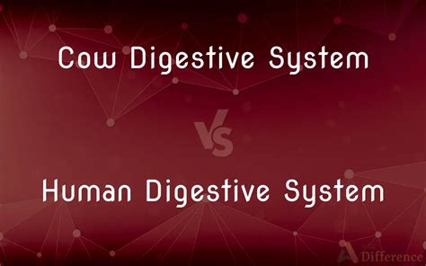 Cow Digestive System vs. Human Digestive System — What’s the Difference?