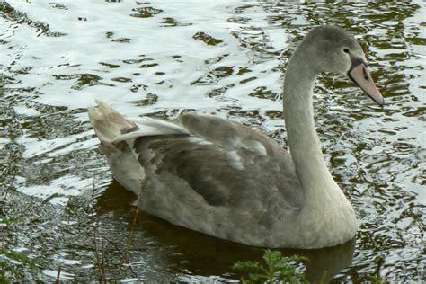 Growing Cygnet | BirdForum