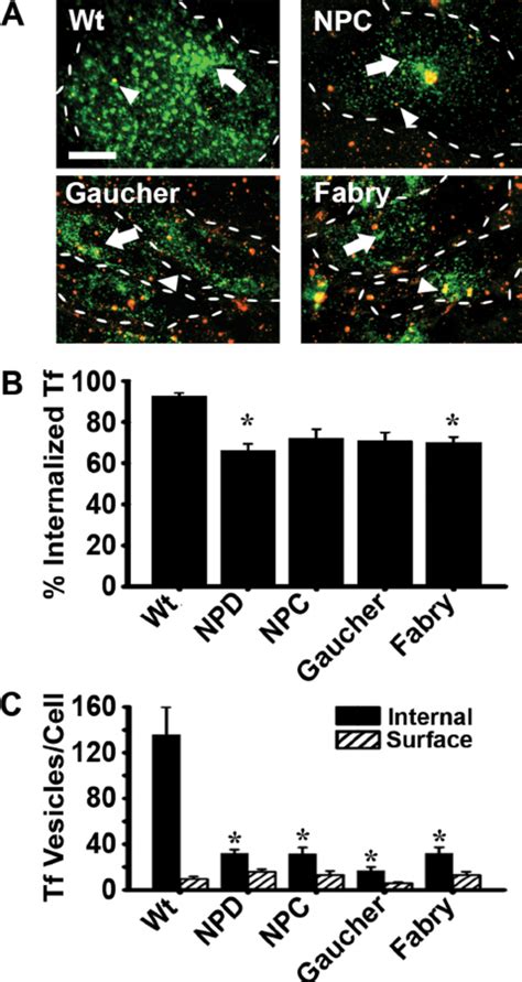 Transferrin Endocytosis In LSD Fi Broblasts Wild Type Wt NPD NPC