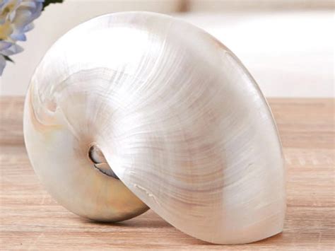 15 Rarest Seashells In The World