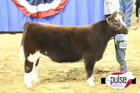 Indiana State Fair Market Steers The Pulse