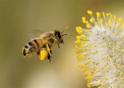 This Is How Honeybees Are Fueling The Local Economy And Ecosystem