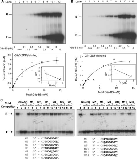 Analysis Of The Affinity And Specificity Of The Binding Of Glis And