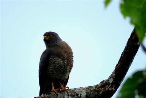 Roadside Hawk From Orito Putumayo Colombia On June 23 2019 By EyVer