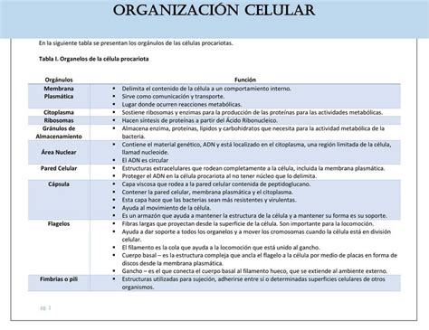 Organizaci N Celular Ramos Castrej N Udocz