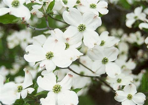 White Flower Dogwood - Worcester County Conservation District