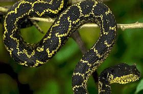 Atheris Matildae Alchetron The Free Social Encyclopedia