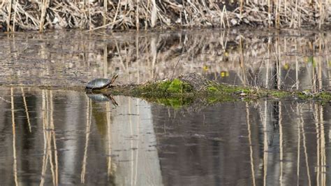 14 Easy Steps to Make an Outdoor Turtle Enclosure Even If You Know Nothing – The Turtle Hub