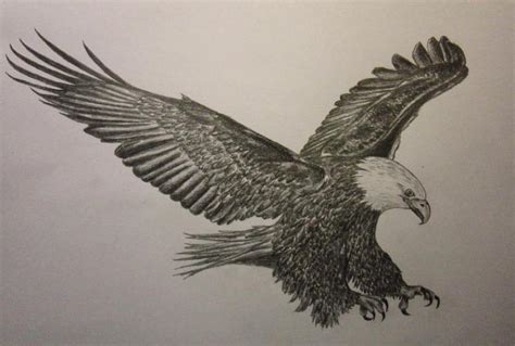 Eagle . Birds. Drawings. Pictures. Drawings ideas for kids. Easy and ...