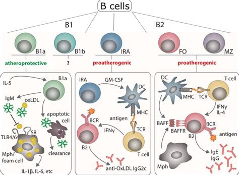 Targeting B Cells In Atherosclerosis Arteriosclerosis Thrombosis