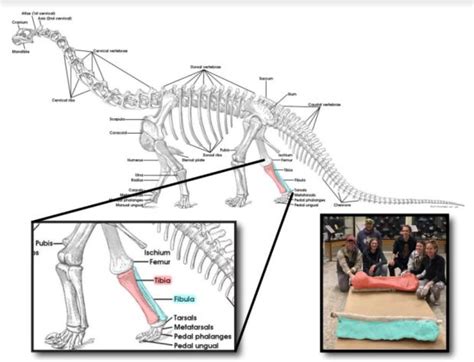 Two Large Dinosaur Fossils Discovered In Royal Gorge Region Canon