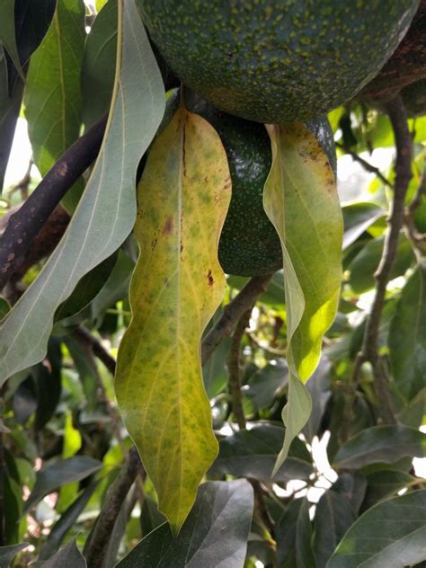 Fertilizing Avocado Trees Greg Alders Yard Posts Food Gardening In