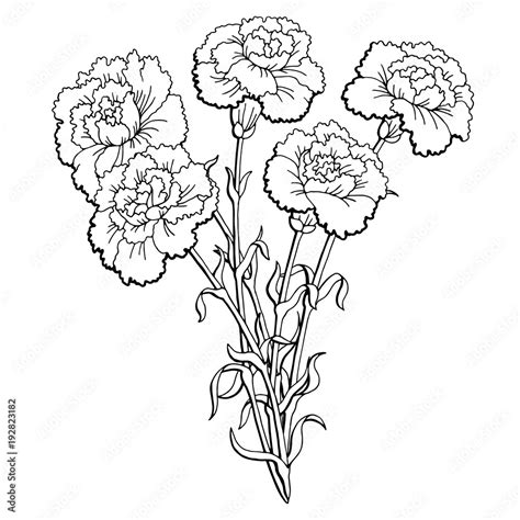 Carnation Flower Graphic Black White Isolated Bouquet Sketch