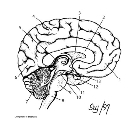 Anatomy Nervous System Human Brain Labels Diagram Quizlet