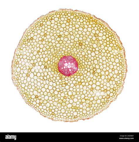 Dicot Root Cross Section