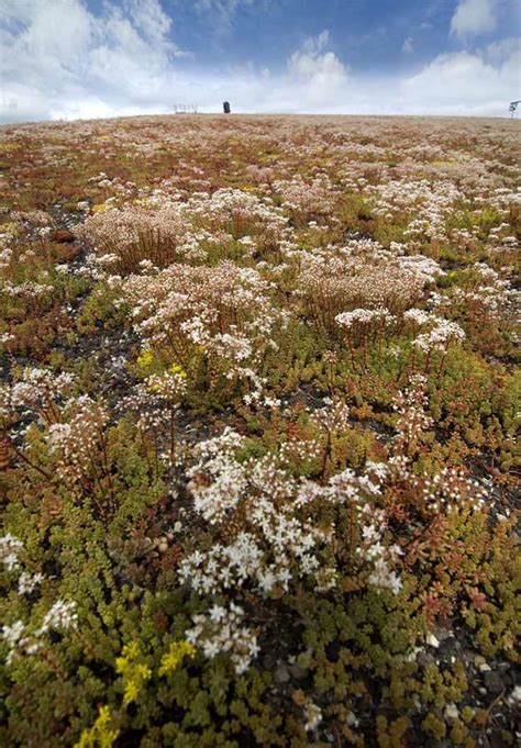 Kalzip NaturDach für besseres Wassermanagement und mehr Biodiversität