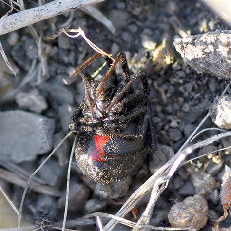 Western Black Widow Latrodectus Hesperus Bugguidenet