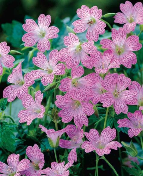 Buy Rare Unusual Exciting Plants Hayloft Veined Geranium Collection