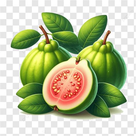 Imágenes Prediseñadas De Fruta De Guayaba Hd PNG dibujos Imágenes