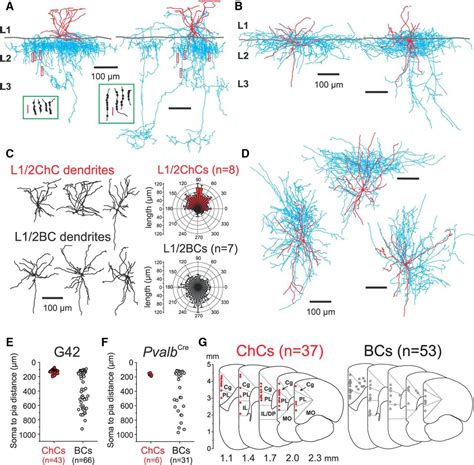 Distinct Physiological Maturation Of Parvalbumin Positive Neuron