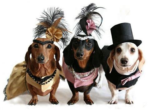 The Jungle Store: Animals In Halloween Costumes