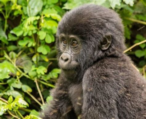 Cheapest Way To Visit Mountain Gorillas In The Wild In Africa Bwindi