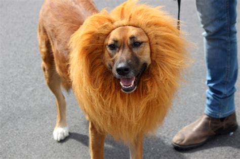 Dog with Lion Mane image - Free stock photo - Public Domain photo - CC0 Images