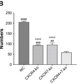 Design Of Lentivirus Transfection Screening And PCR Sequencing Of