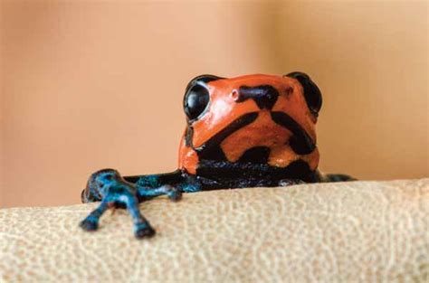 Blessed Dart Frog Care Tips Reptiles Magazine