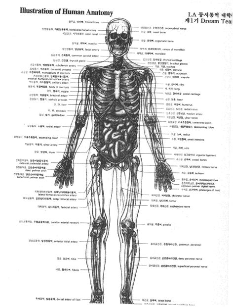 [Advanced] Anatomy of the Human body. Taken from LA Translation medical