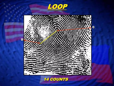 Fingerprint Classification- Loop Patterns | PPT | Free Download