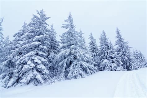 Spruce Tree Forest Covered By Snow In Winter Landscape Stock Photo