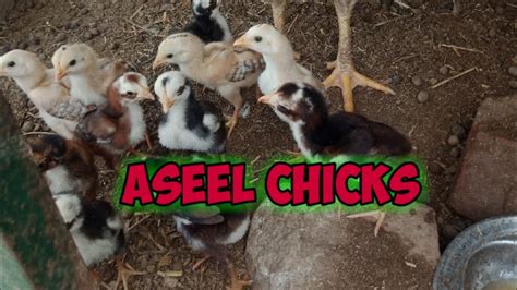 Aseel Chicks Hatching Aseel Fighting Chicks Aseel New Born Chicks