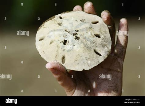 The marine area of Marina Ballena National Park in Costa Rica Stock Photo - Alamy