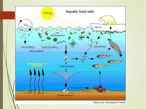 Lecture 5ppt Food Chain Food Web Ecological Pyramids PPT