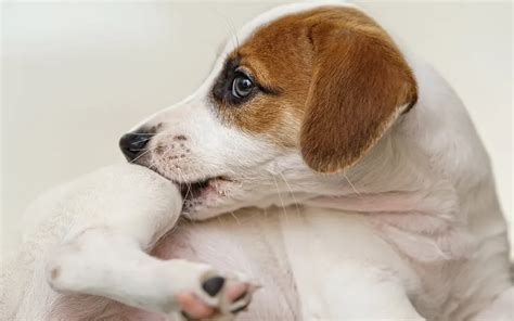 6 Most Common Skin Allergies in Dogs - AniViva