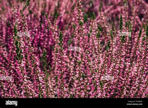 Common Heather Calluna Vulgaris Colorful Garden Cultivars Stock Photo