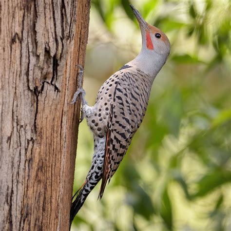 All 9 Woodpeckers in Wisconsin [With Pictures & Maps]