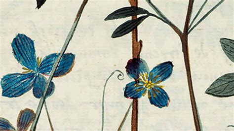 Giardini e virtù medicinali in mostra alla Biblioteca Nazionale Marciana