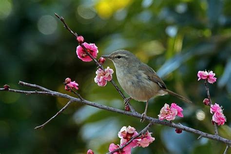 メジロとウグイスを混同本当に花札の絵柄