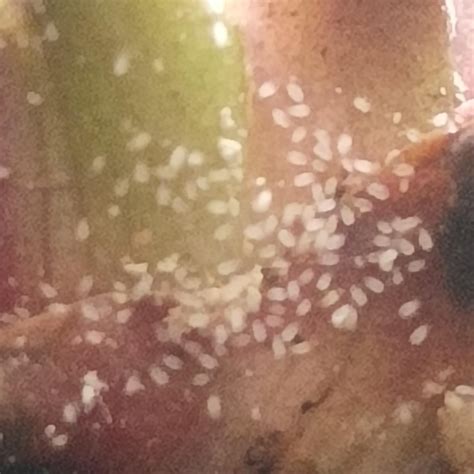 entire layers of these beetles are destroying my carnivorous plants : r